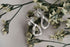 Seed Earrings