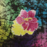 Beauty and Resilience 2026 Series - 22