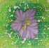 Beauty and Resilience 2026 Series - 23