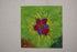 BEAUTY AND RESILIENCE 2026 SERIES - 1