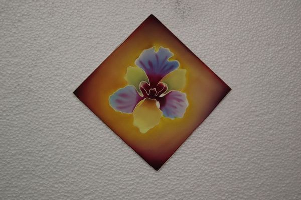 BEAUTY AND RESILIENCE 2026 SERIES - 15