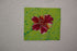 BEAUTY AND RESILIENCE 2026 SERIES - 19