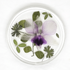 Orchid Bloom Coasters